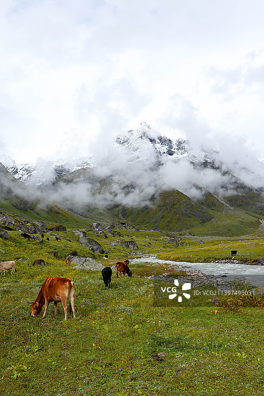 马匹在田野上吃草的高角度视图，印度北阿坎德邦图片素材