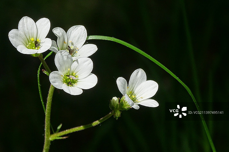 白色开花植物特写，法国奥弗涅图片素材