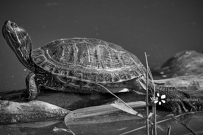 龟壳上的龟壳特写图片素材