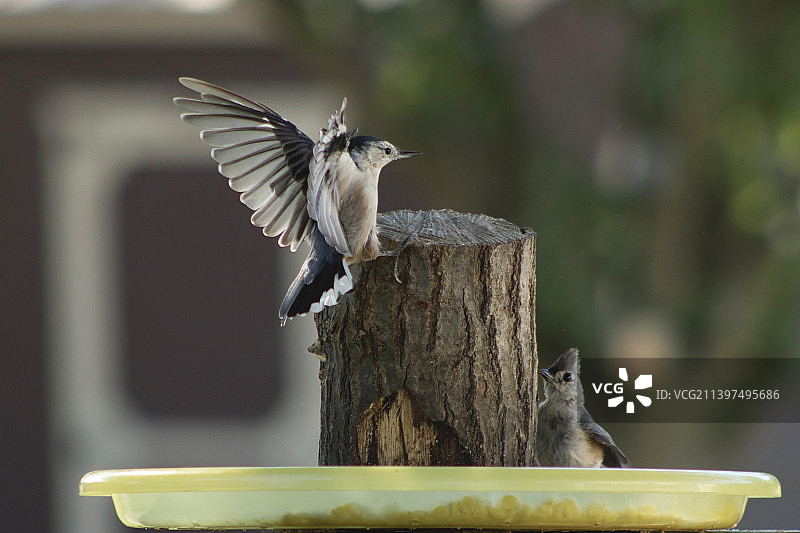 Nuthatch 为簇绒山雀表演图片素材