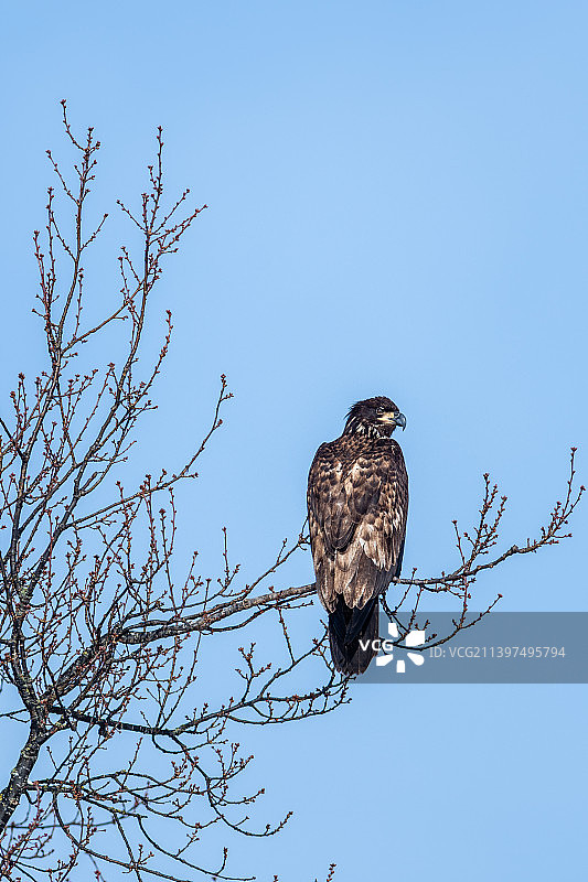 仰视栖息在光秃秃树上的猛禽（加拿大萨斯喀彻温省派恩豪斯）图片素材