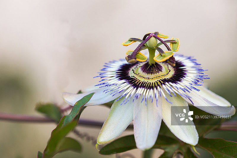 紫色花的特写图片素材