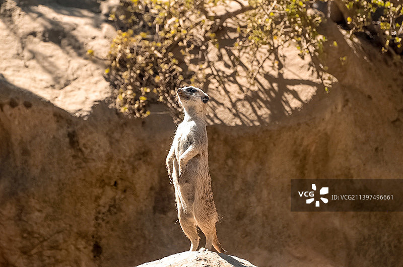 鸟儿栖息在岩石上的特写图片素材