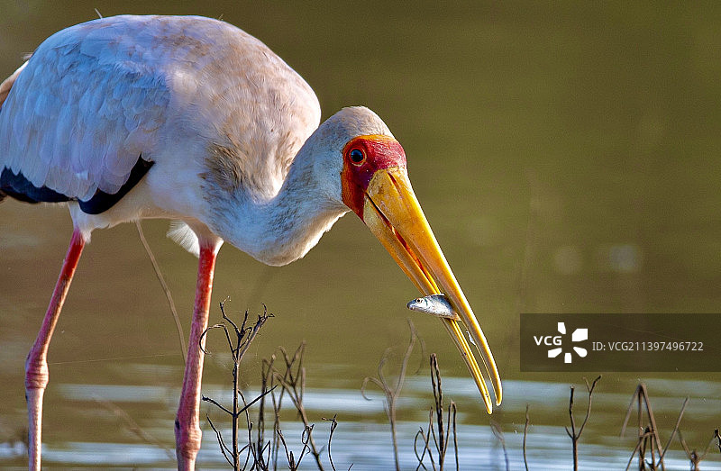 捕获猎物的黄嘴鹳图片素材