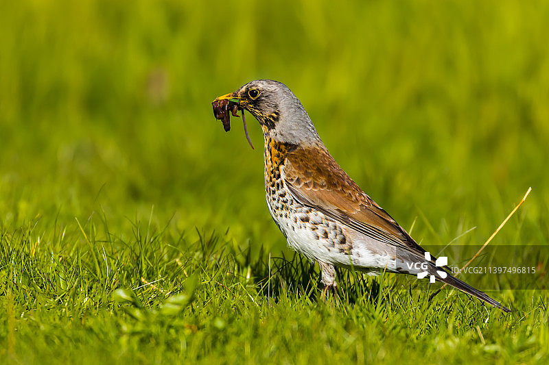 歌鸫栖息在草地上的特写，卡尔斯塔德，瑞典图片素材