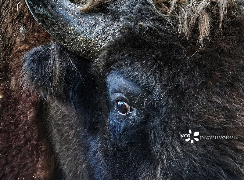 黑色大象的特写图片素材