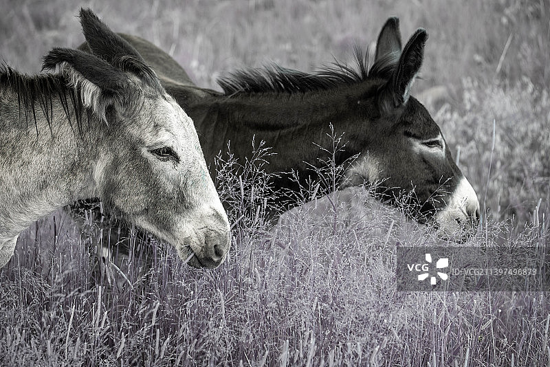 马在卡斯特州立公园的田野上站立的侧面图，美国图片素材