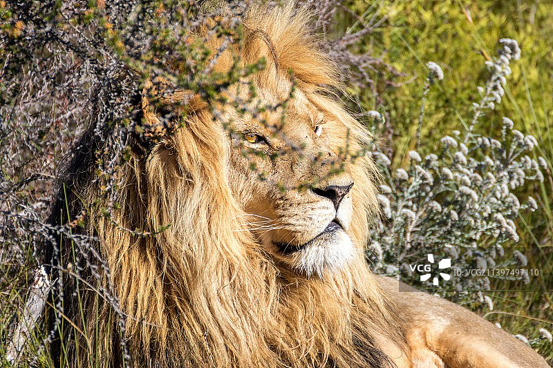 雄狮在草地上休息的特写图片素材