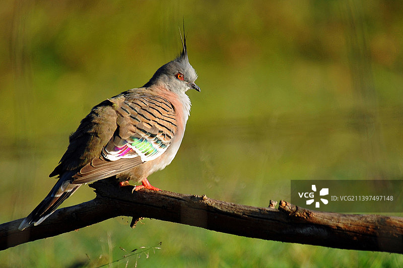 在澳大利亚昆士兰州锡达溪的凤头鸠图片素材