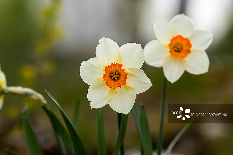 白色开花植物特写，瑞典卡尔斯塔德图片素材