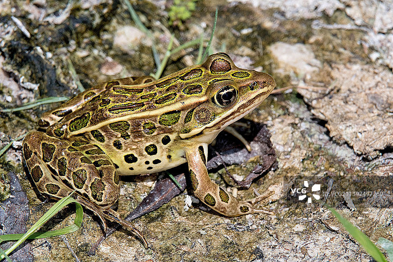 威斯康星州霍里孔湿地的豹蛙特写，美国图片素材