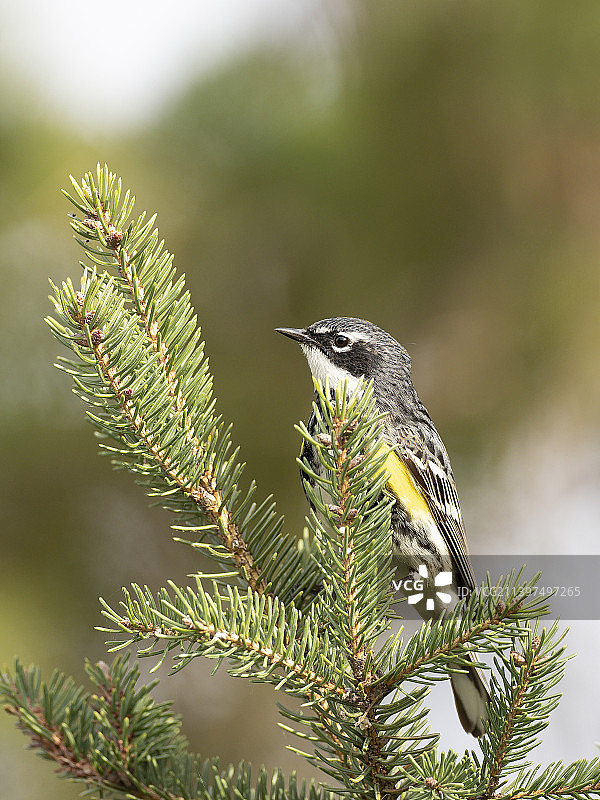 鸣雀栖息在树上的特写，加拿大安大略省渥太华图片素材