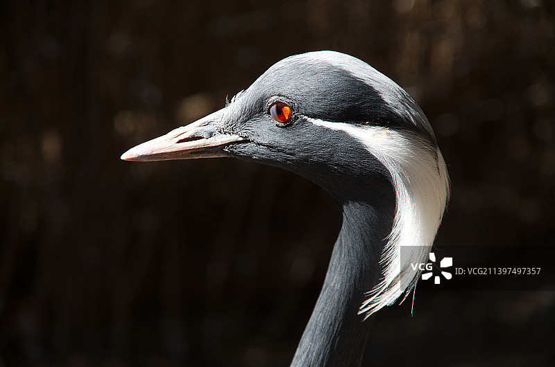 近摄起重机，西班牙马德里自治区图片素材