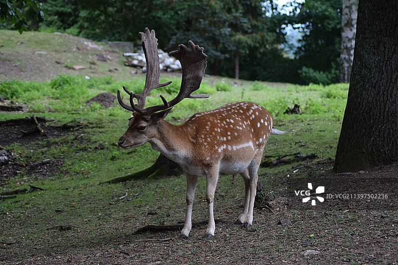 侧视捷克共和国田野上的红轴鹿图片素材