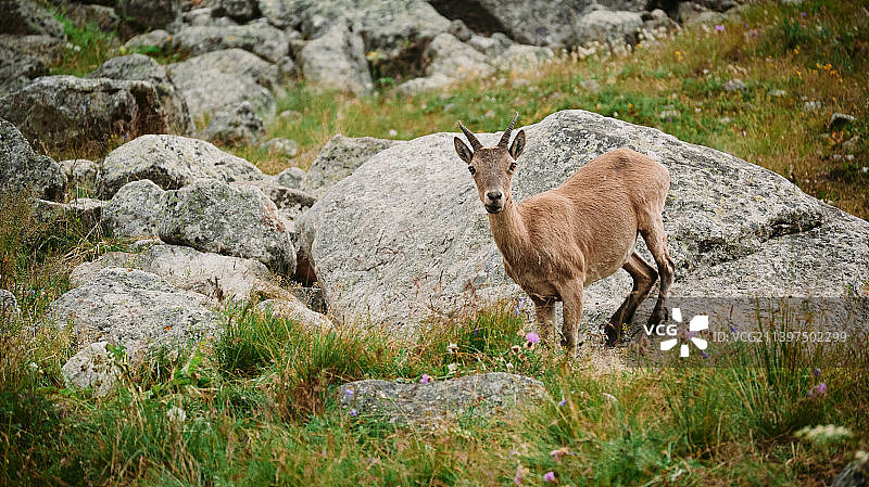 俄罗斯别赞吉岩石上的羱羊肖像图片素材