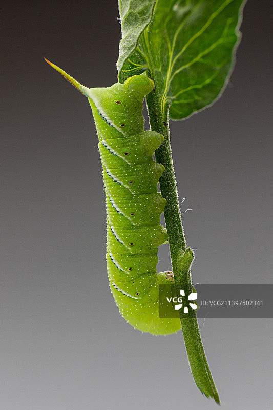 灰色背景植物上的毛毛虫特写图片素材