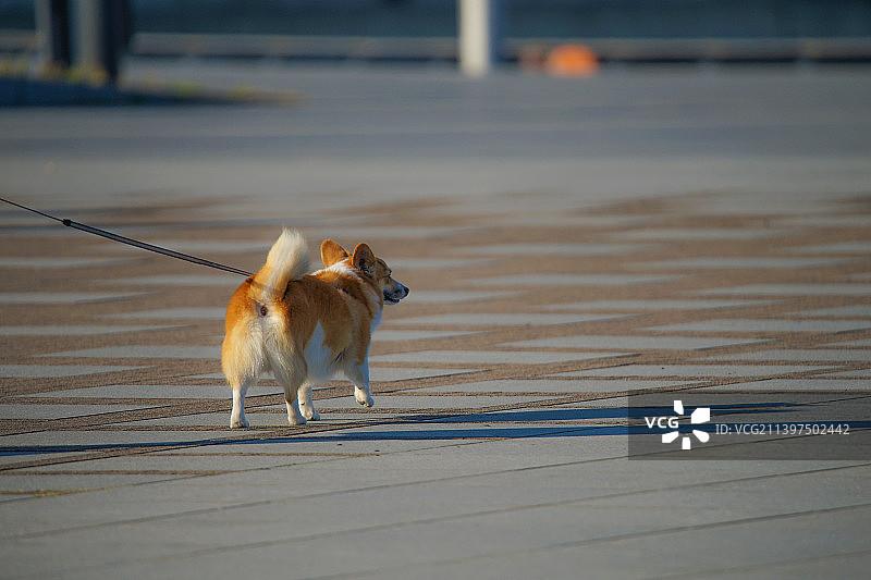 牵着绳子在街上行走的彭布罗克威尔士柯基犬图片素材