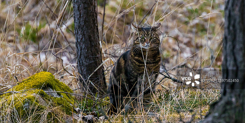 坐在树干上的猫的画像，卡尔斯塔德，瑞典图片素材