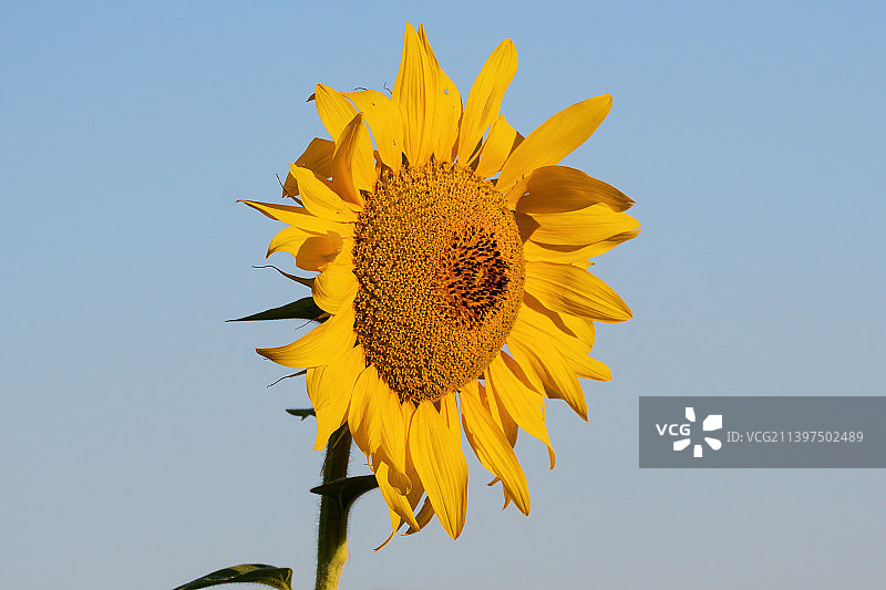 低角度拍摄的向日葵与晴朗的天空图片素材