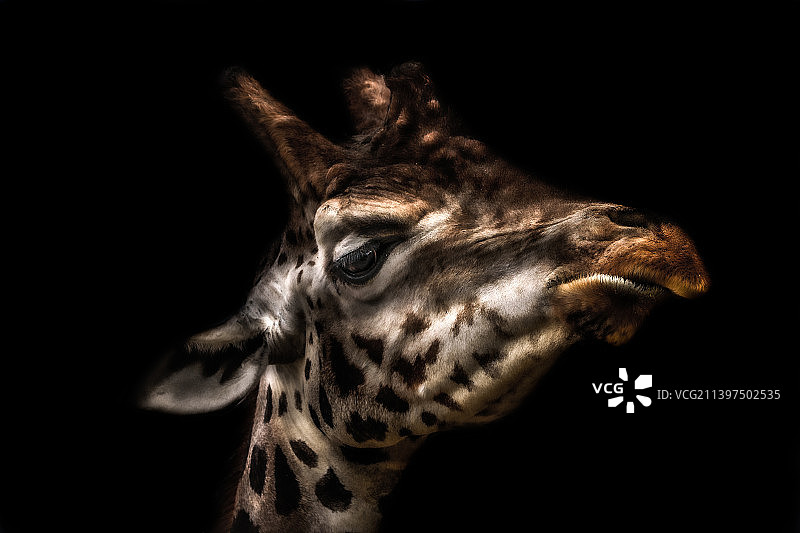 英国东米德兰兹动物学会的长颈鹿特写图片素材