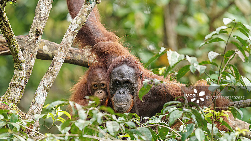 马来西亚沙捞越锡布兰猴子坐在树上的肖像图片素材