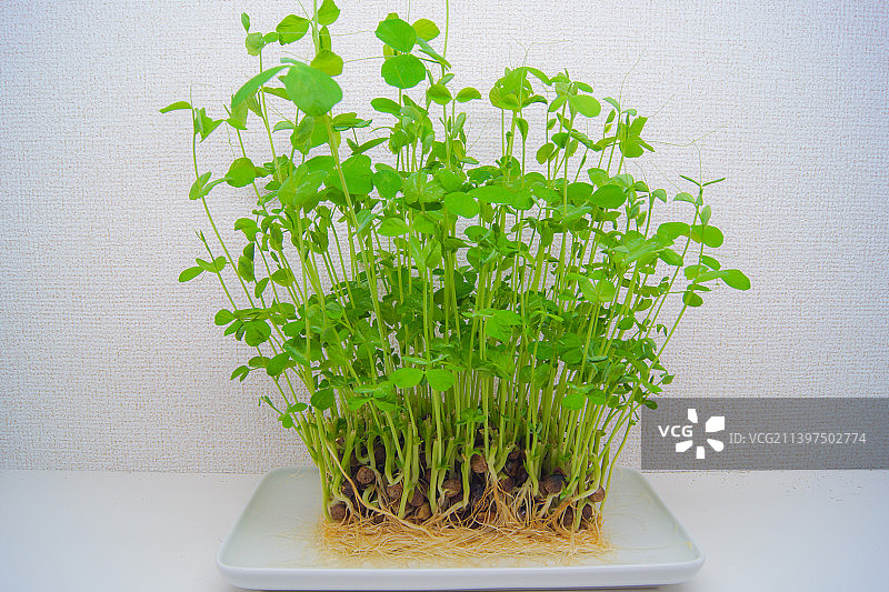 靠墙的桌子上的盆栽植物特写图片素材