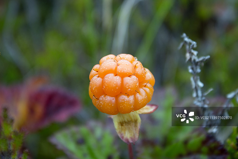 瑞典的黄色花朵特写图片素材