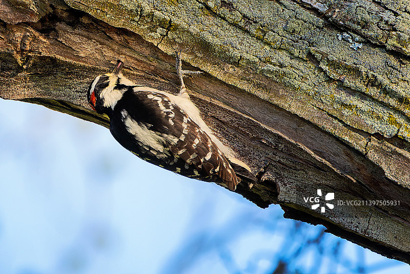 美国俄亥俄州克利夫兰市的树干仰视角度图片素材