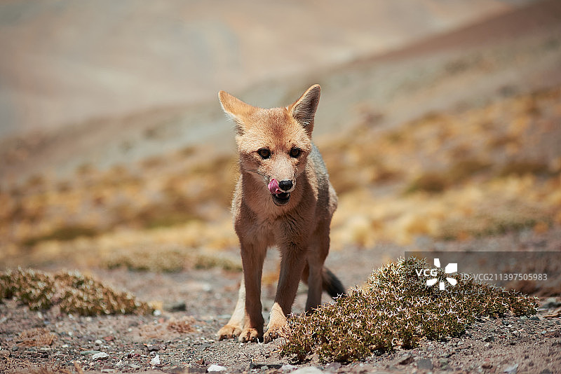 安第斯狐狸特写图片素材