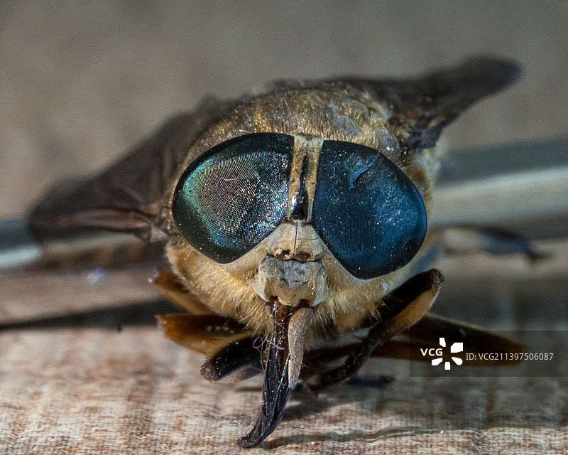 昆虫在木头上，意大利都灵都市区韦罗伦戈的特写镜头图片素材