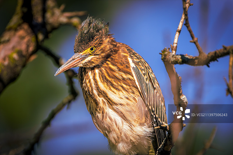 美国俄亥俄州克利夫兰树枝上栖息的苍鹭特写图片素材