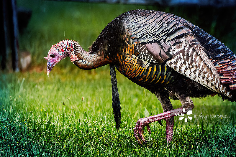 火鸡栖息在草地上特写，美国俄亥俄州克利夫兰图片素材