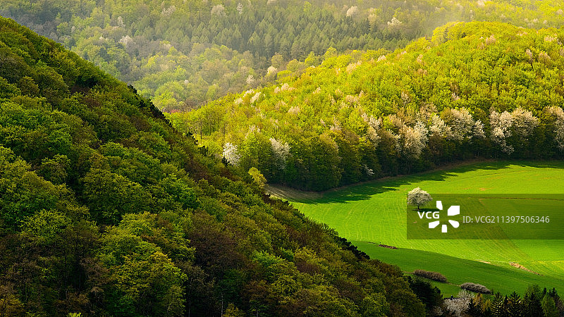 奥地利维也纳森林树木高角度景观图片素材