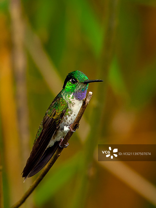 蜂鸟栖息在哥斯达黎加植物上的特写图片素材