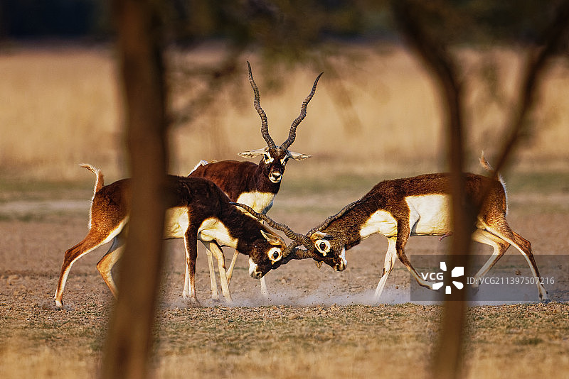 羚羊群在田野上互相撞头和吃草图片素材