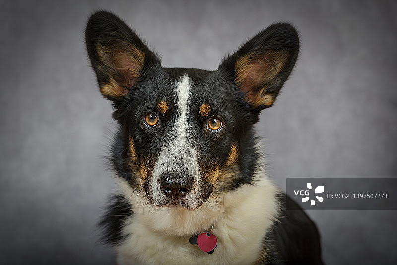 彭布罗克威尔士柯基犬肖像图片素材