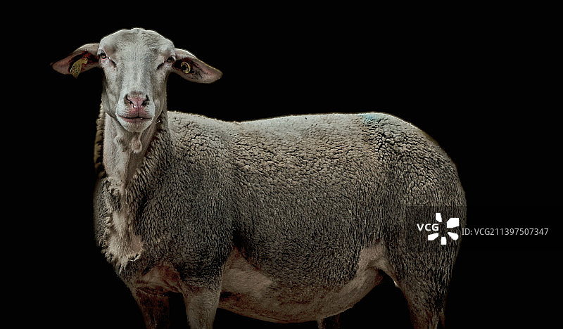 黑色背景下的绵羊肖像图片素材