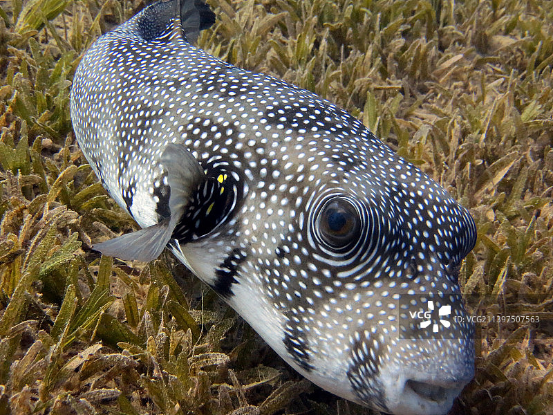 热带河豚气球咸水鱼在海中游泳的高角度视图图片素材
