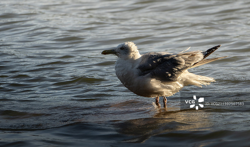 芬兰赫尔辛基岸边栖息西方鸥特写图片素材