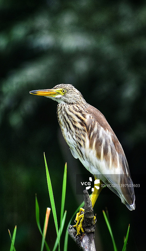栖息在植物上的苍鹭特写图片素材