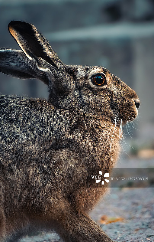 兔子望向别处的特写，赫尔辛基，芬兰图片素材