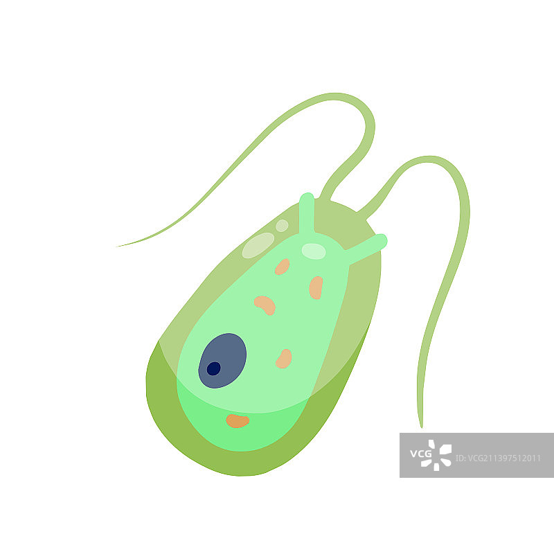 衣藻浮游生物图片素材