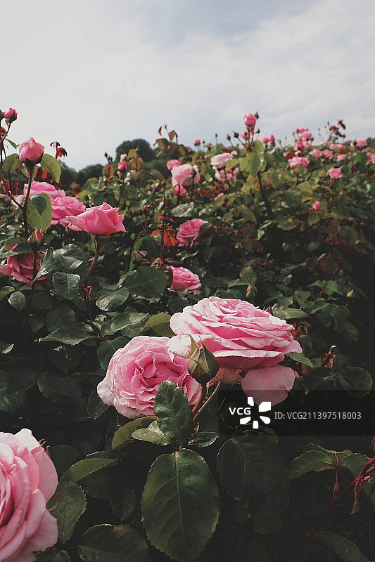 粉色玫瑰特写，乌克兰图片素材