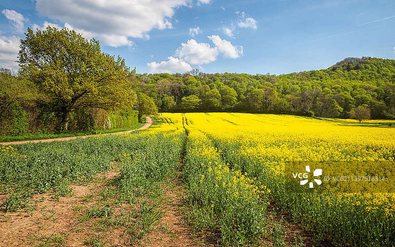 天空映衬下的油菜田风景图片素材