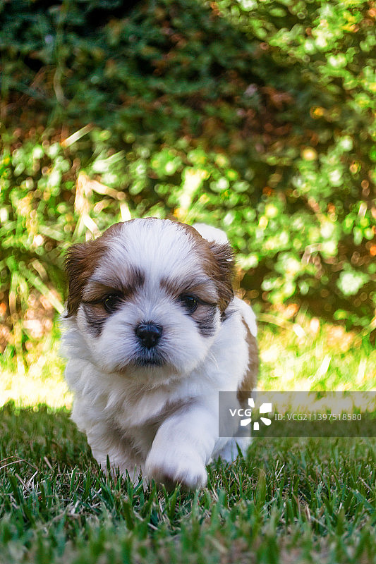 小狗在草地上行走的特写图片素材