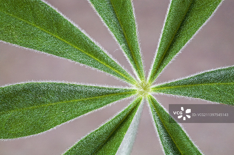 野生羽扇豆植物和叶子图片素材