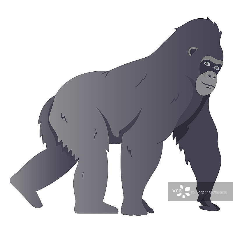 高质量猩猩物种图片素材
