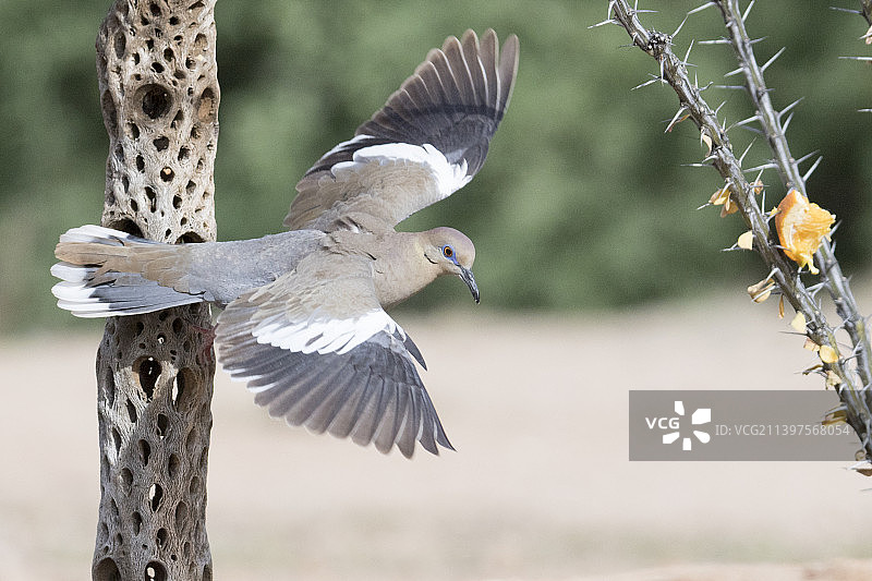 飞翔的白翅哀鸽图片素材