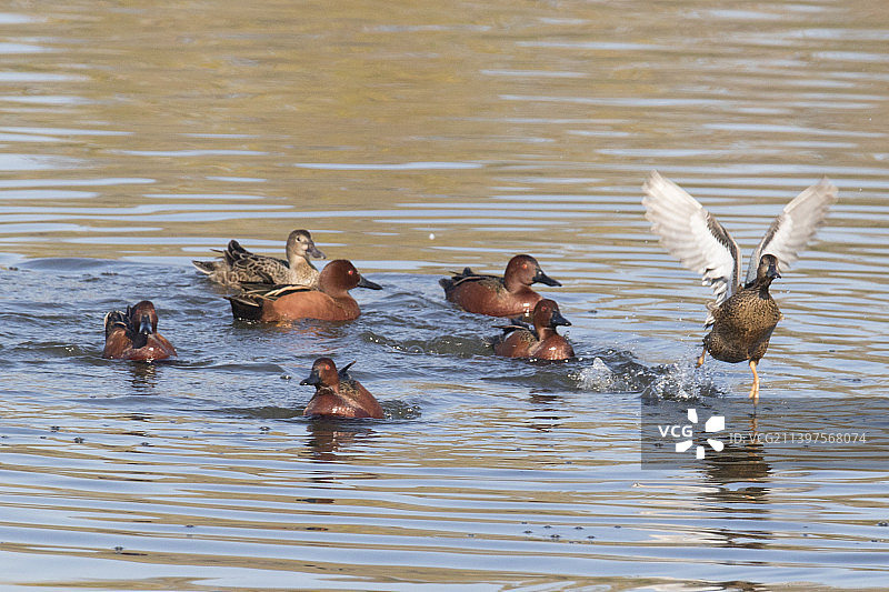 一群红翅鸭在水中游泳，一只正在起飞图片素材