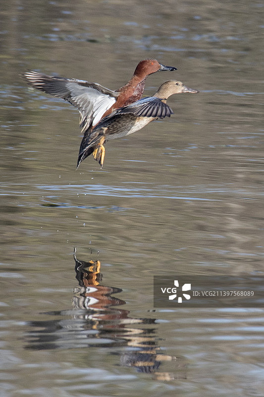 一对栗色鸭降落时的倒影图片素材